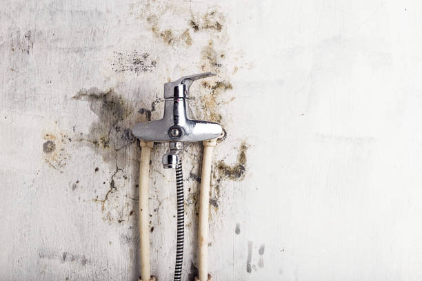  Redwood Valley, CA Mold Removal Pros