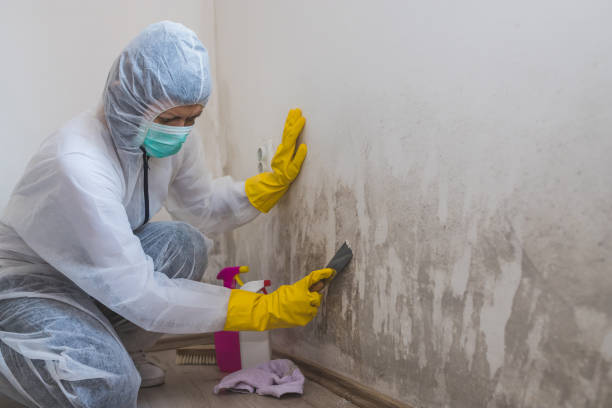 Best Mold Testing and Inspection Services in Redwood Valley, CA