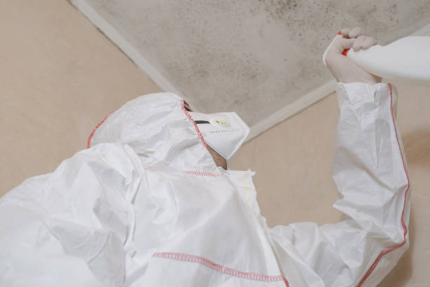 Best Commercial Mold Remediation in Redwood Valley, CA