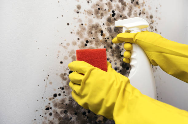 Best Black Mold Remediation in Redwood Valley, CA