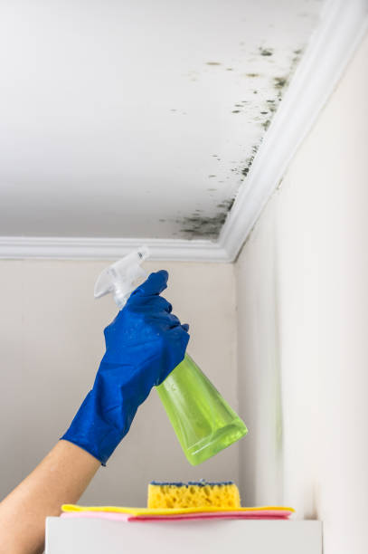 Redwood Valley, CA Mold Remediation Company